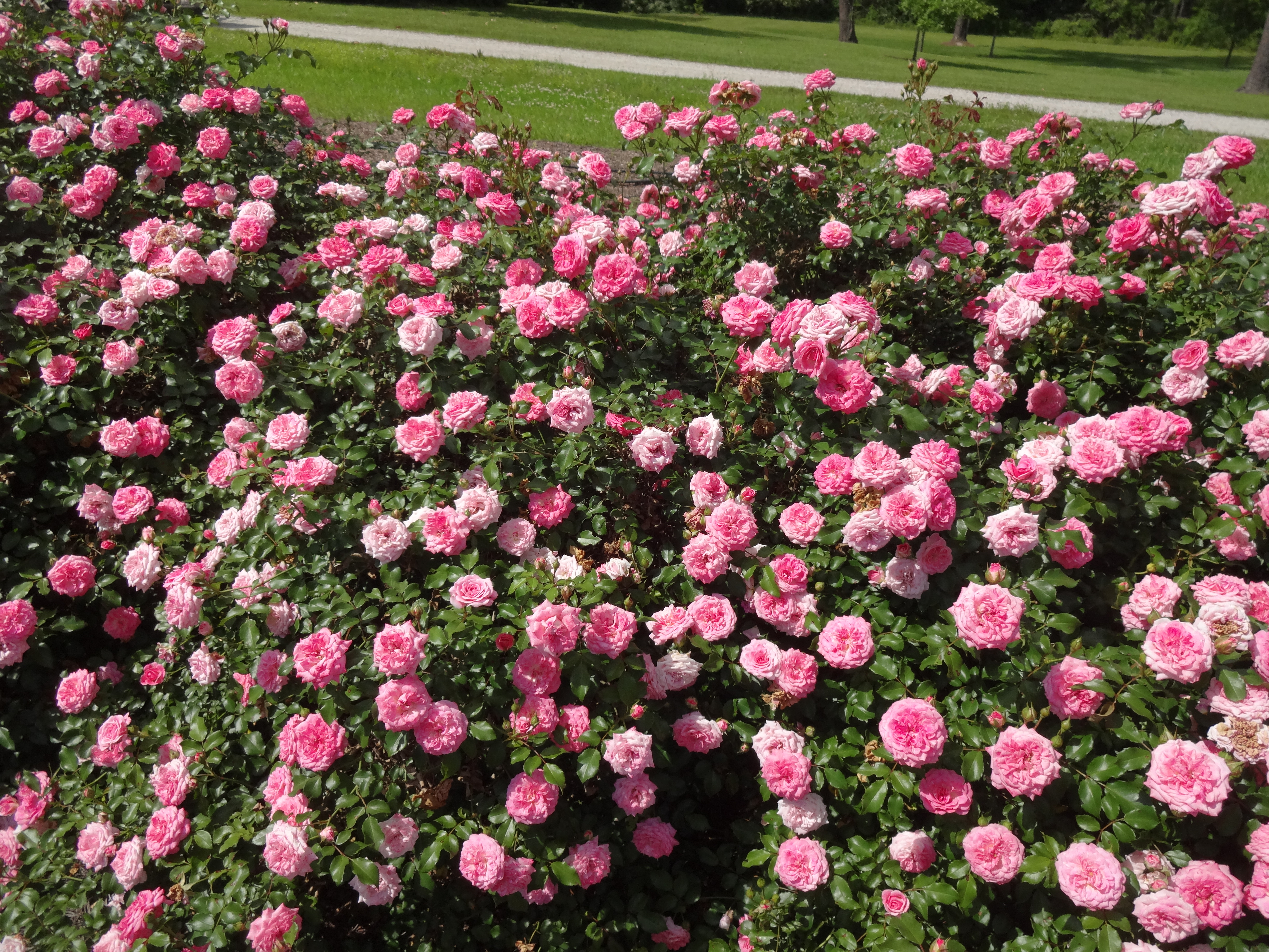 Sweet Drift is a Popular Low Maintanance Shrub Rose for Louisianajpgjpg